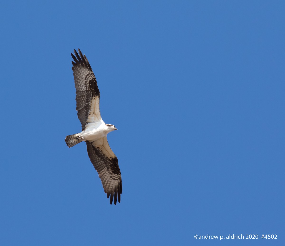 Osprey - andrew aldrich