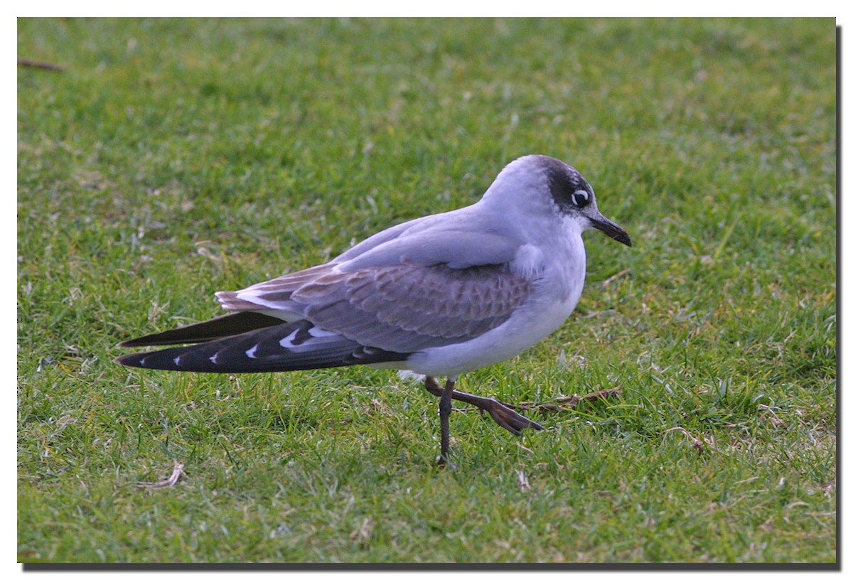 Franklin's Gull - ML224682591