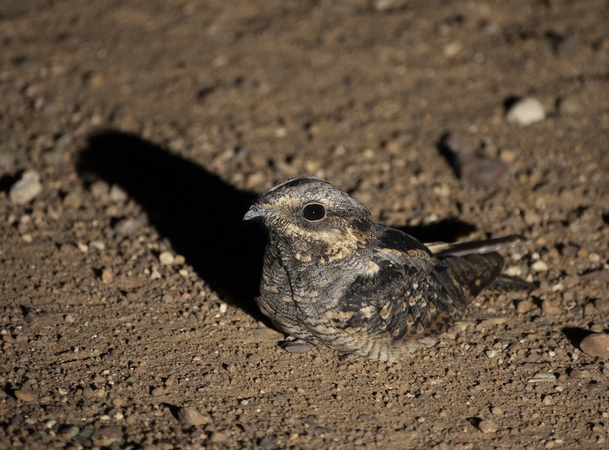 Square-tailed Nightjar - ML224685341