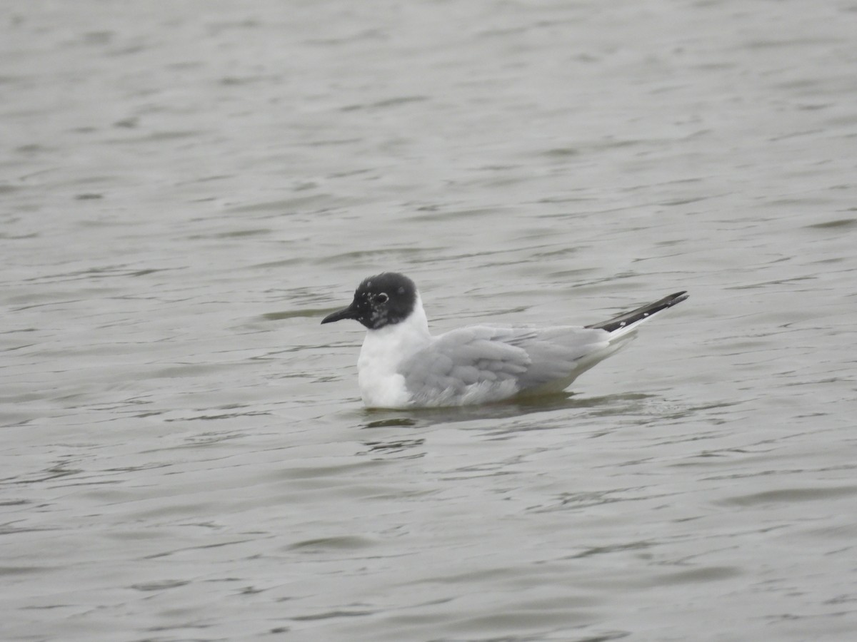 Mouette de Bonaparte - ML224690101