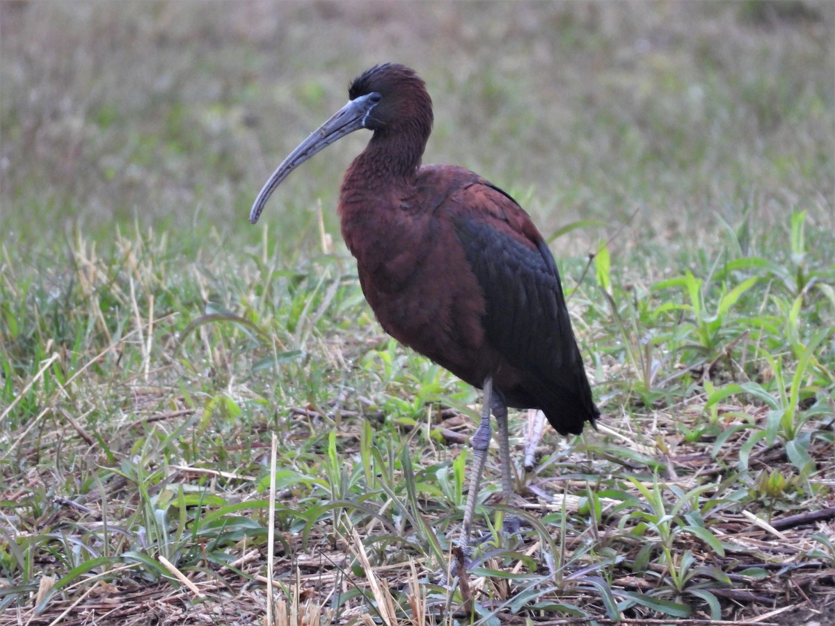 ibis hnědý - ML224690121