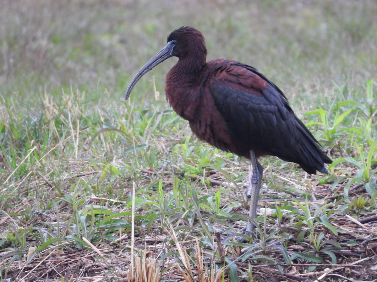 ibis hnědý - ML224690141
