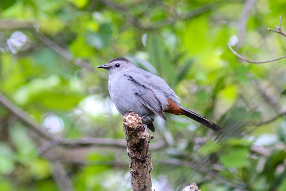 Gray Catbird - ML224690541