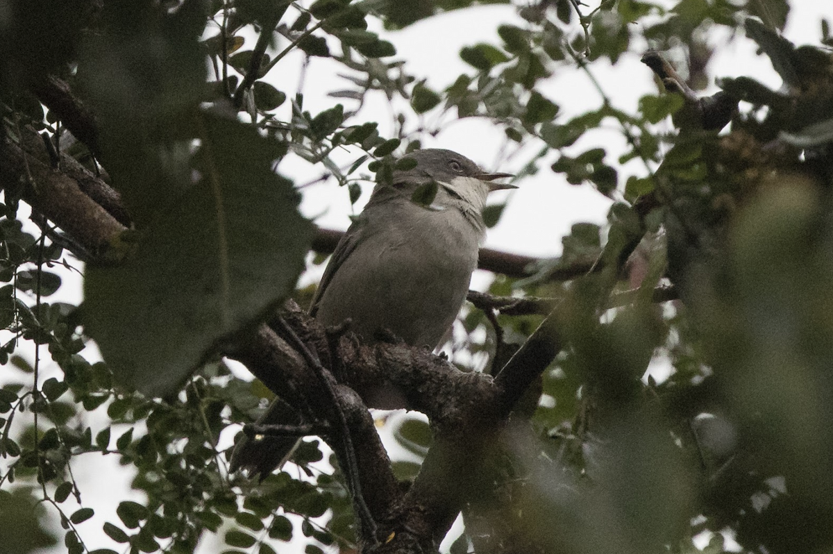 Lesser Whitethroat (Hume's) - ML224691161