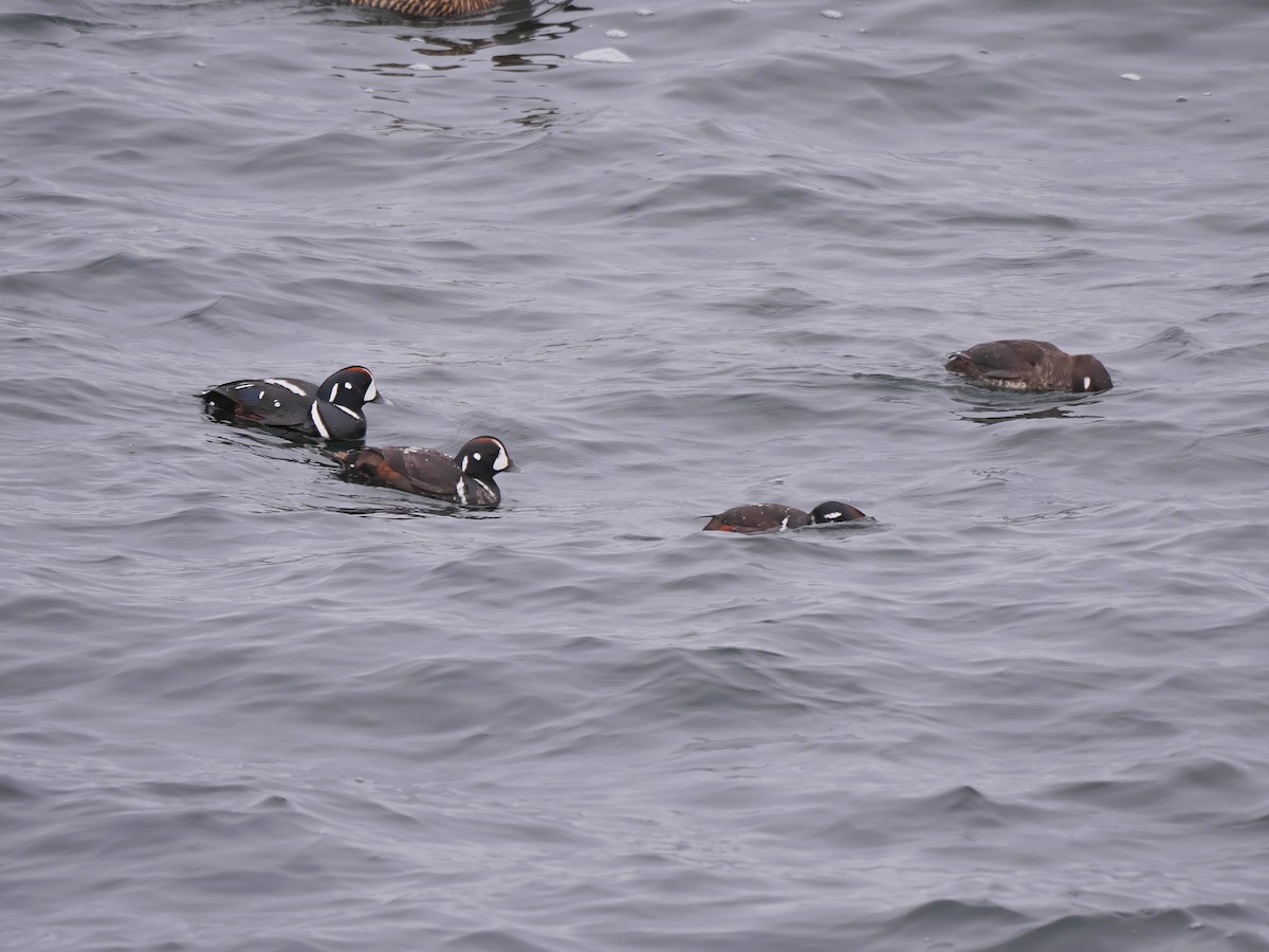 Harlequin Duck - ML224691201