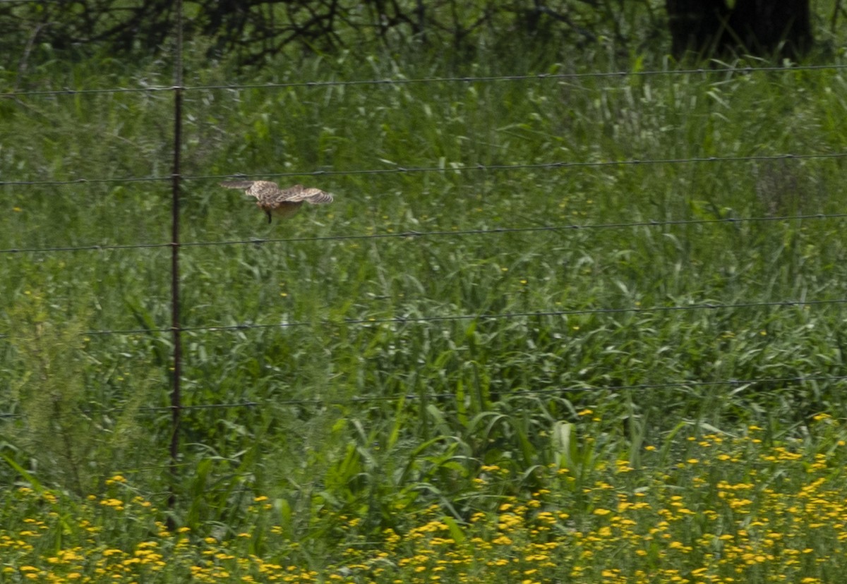 Small Buttonquail - ML224692091