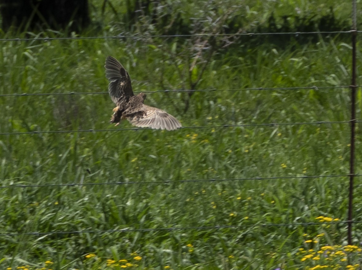 Small Buttonquail - ML224692101