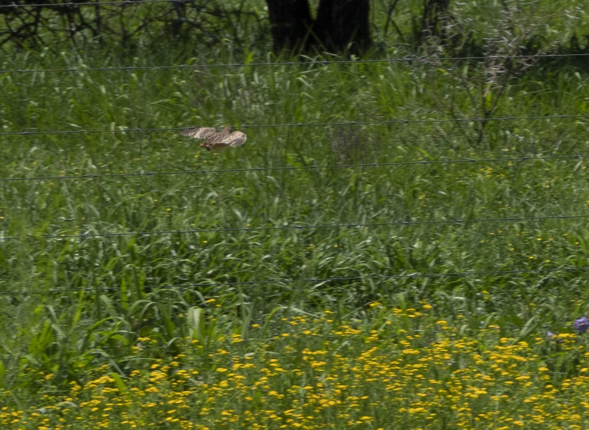 Small Buttonquail - ML224692121