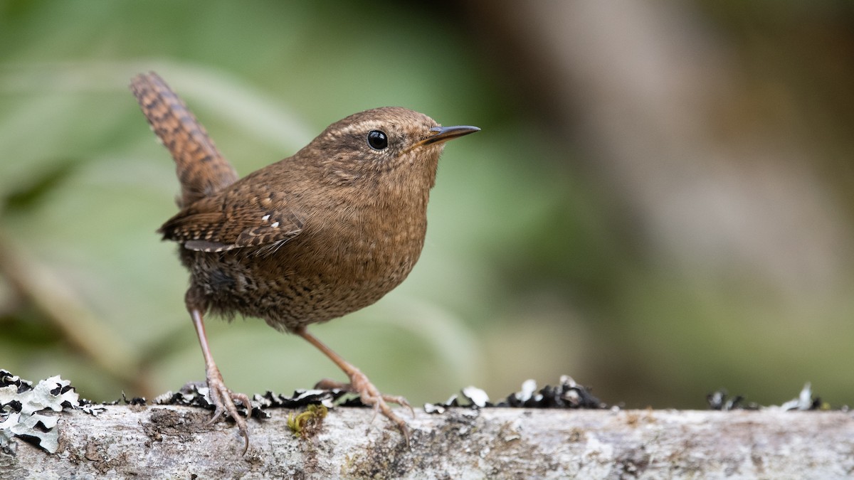 Pacific Wren - Mason Maron