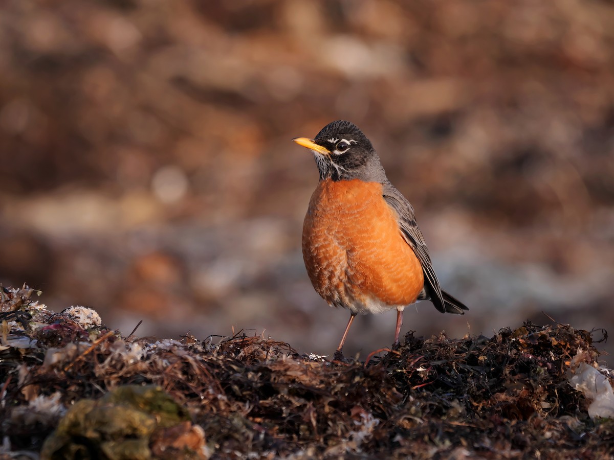 American Robin - ML224693501