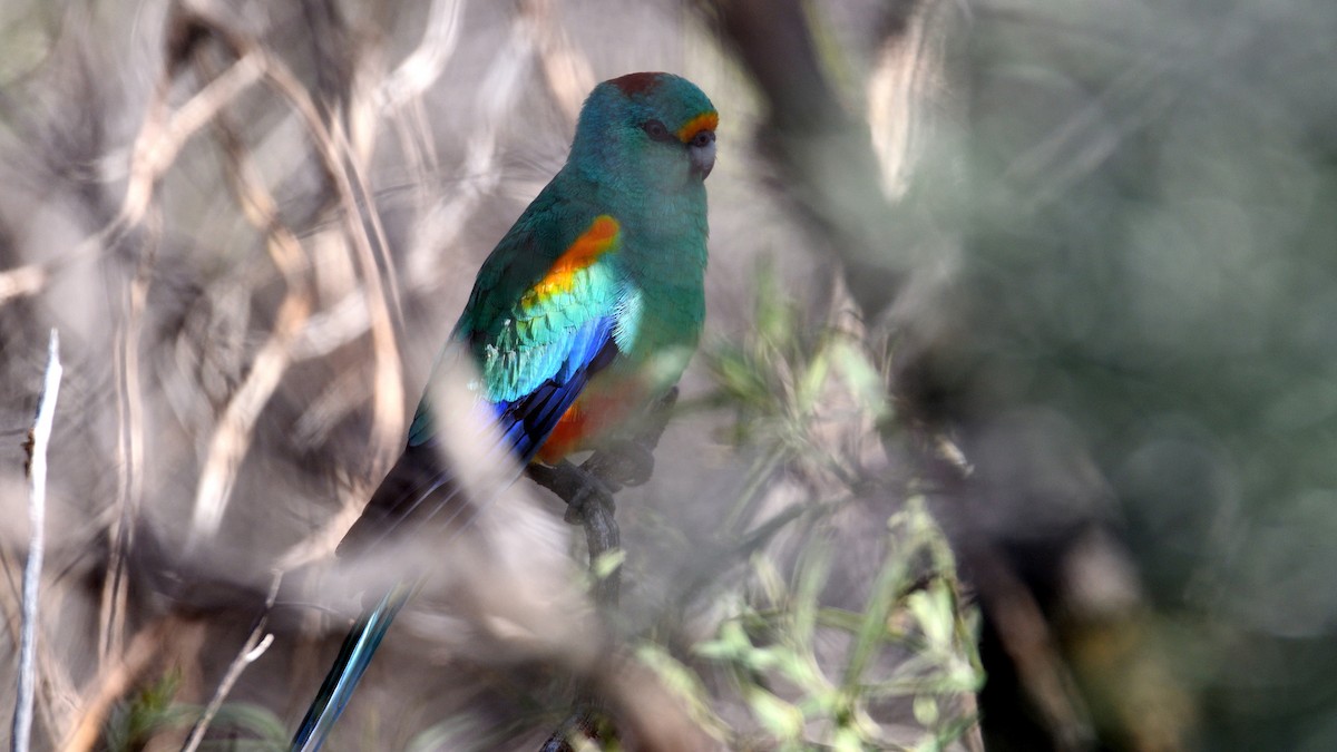Разноцветный попугайчик - ML224693541