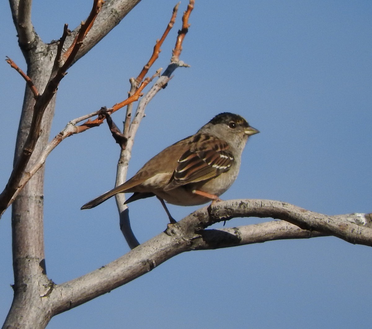 Golden-crowned Sparrow - Van Remsen