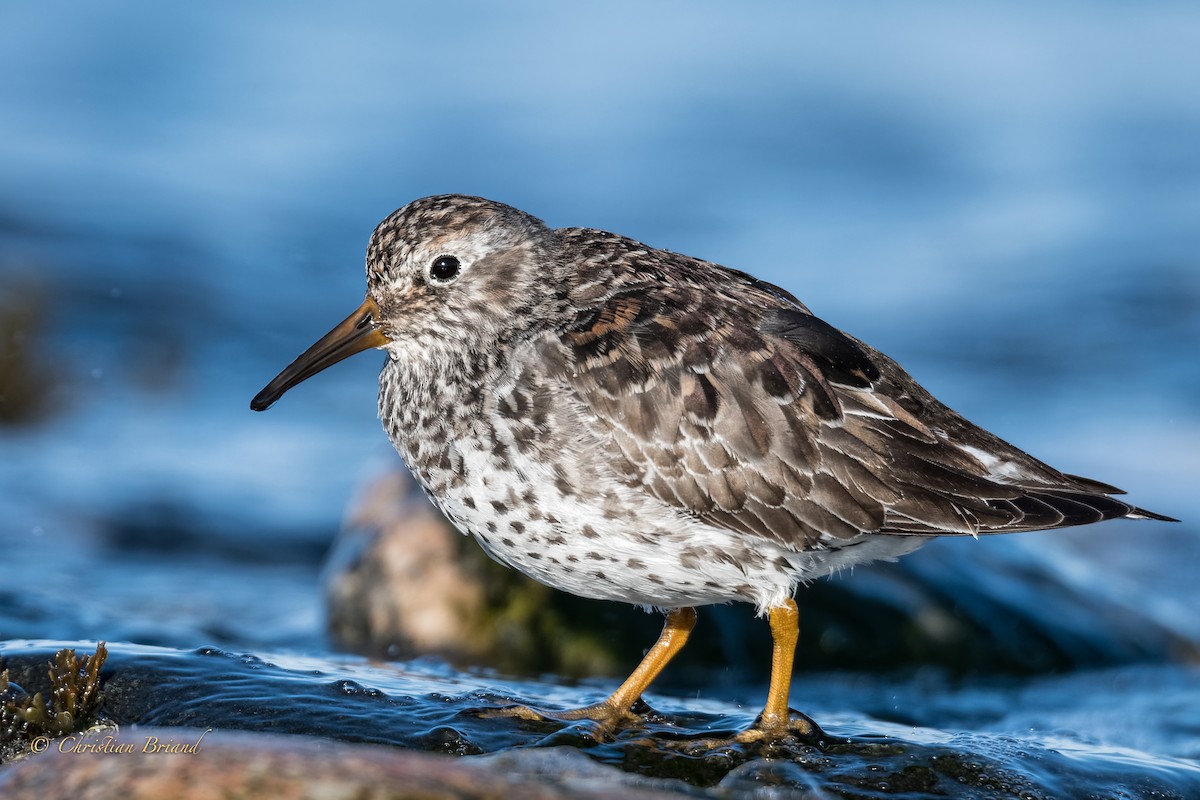 Purple Sandpiper - Christian Briand
