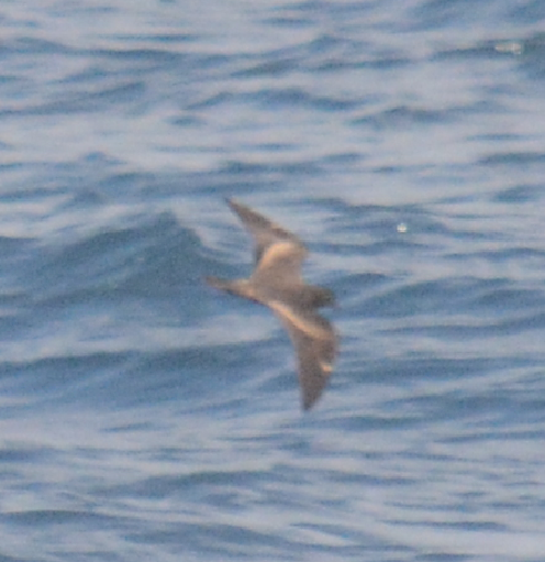 Leach's Storm-Petrel (Chapman's) - ML22469491