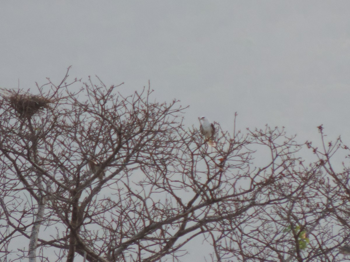 White-tailed Kite - ML224694921