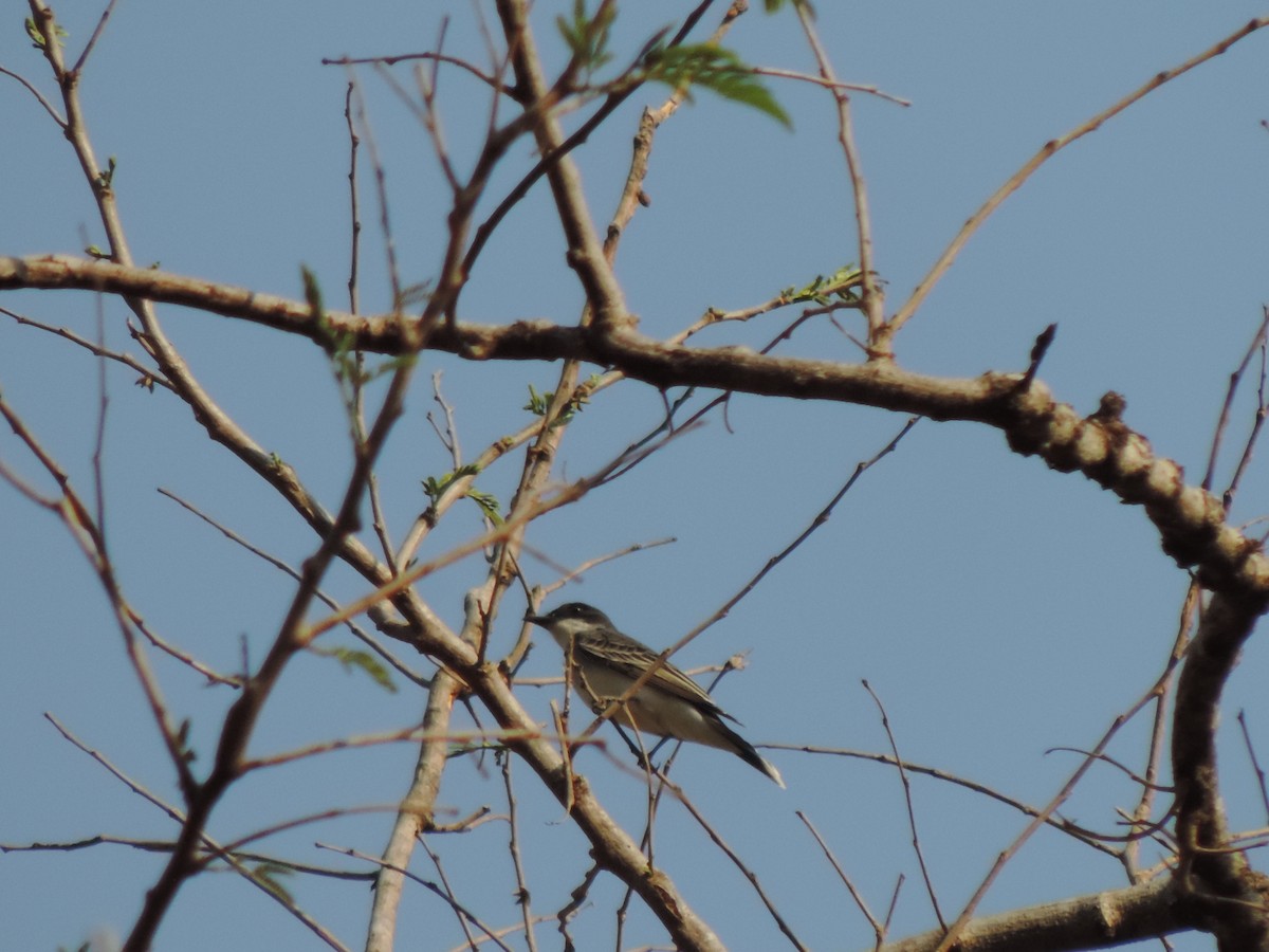 Eastern Kingbird - ML224695071