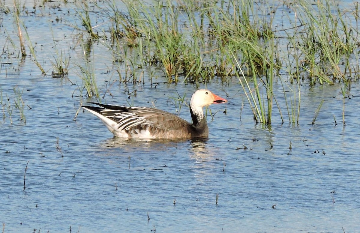 Snow Goose - ML22469591