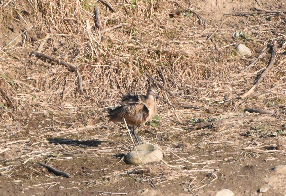 Marbled Godwit - ML224700051