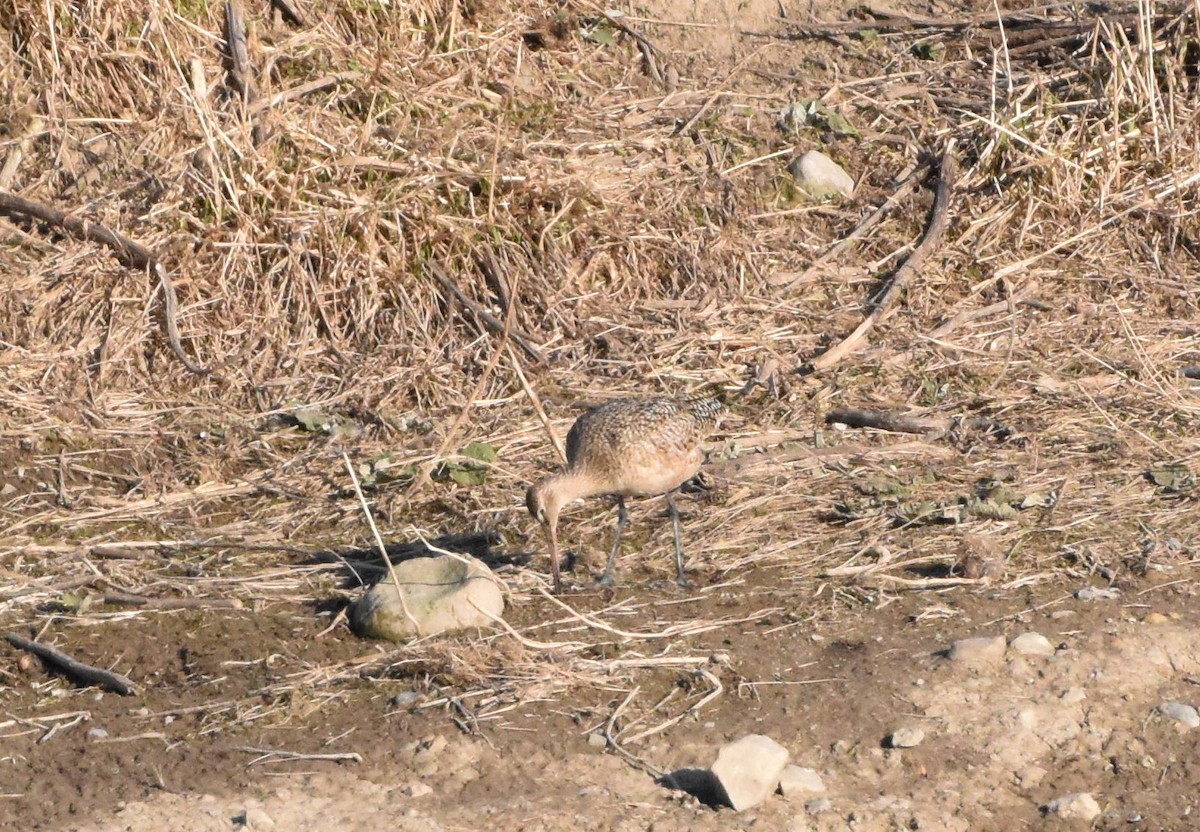 Marbled Godwit - ML224700061