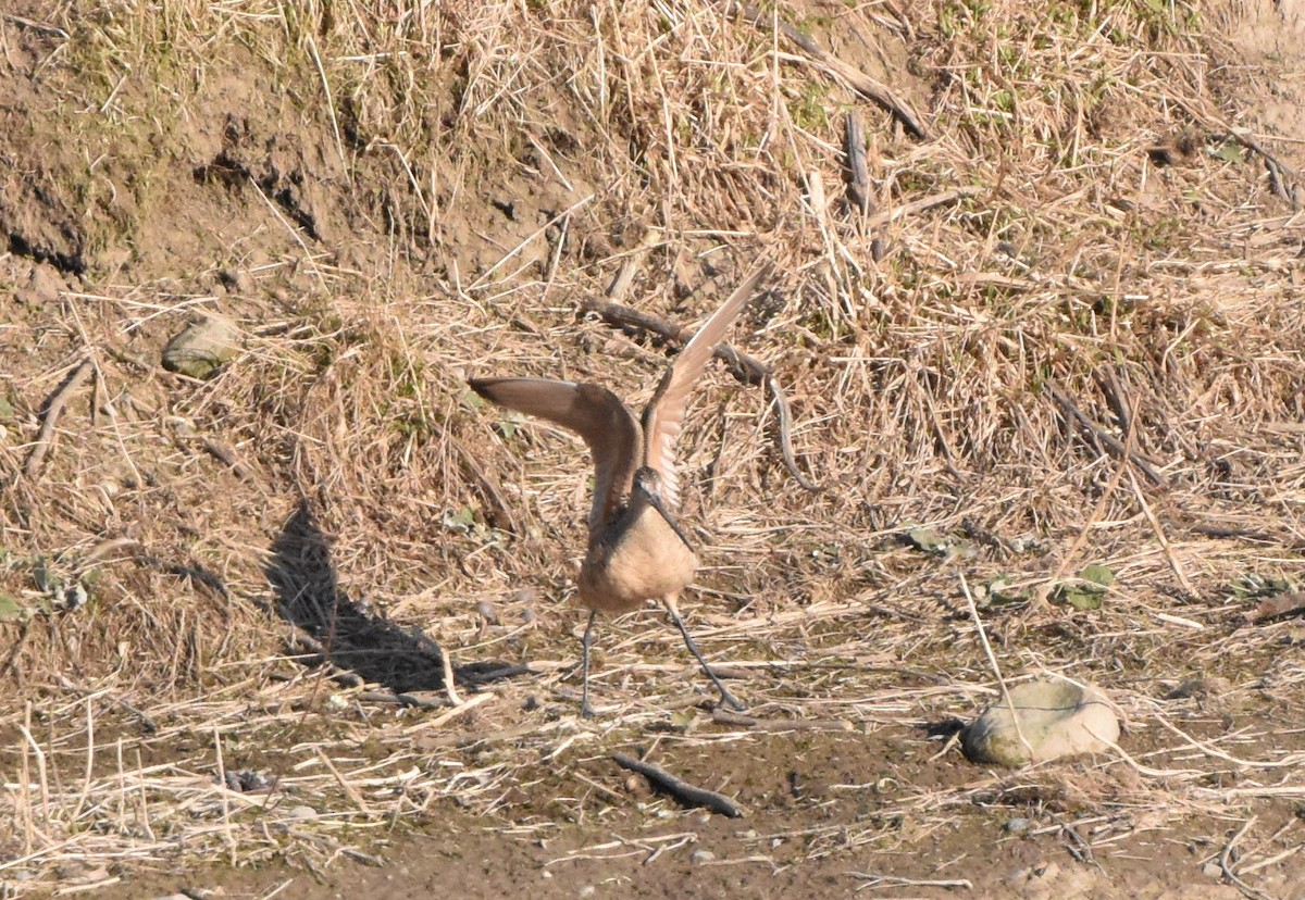 Marbled Godwit - ML224700071