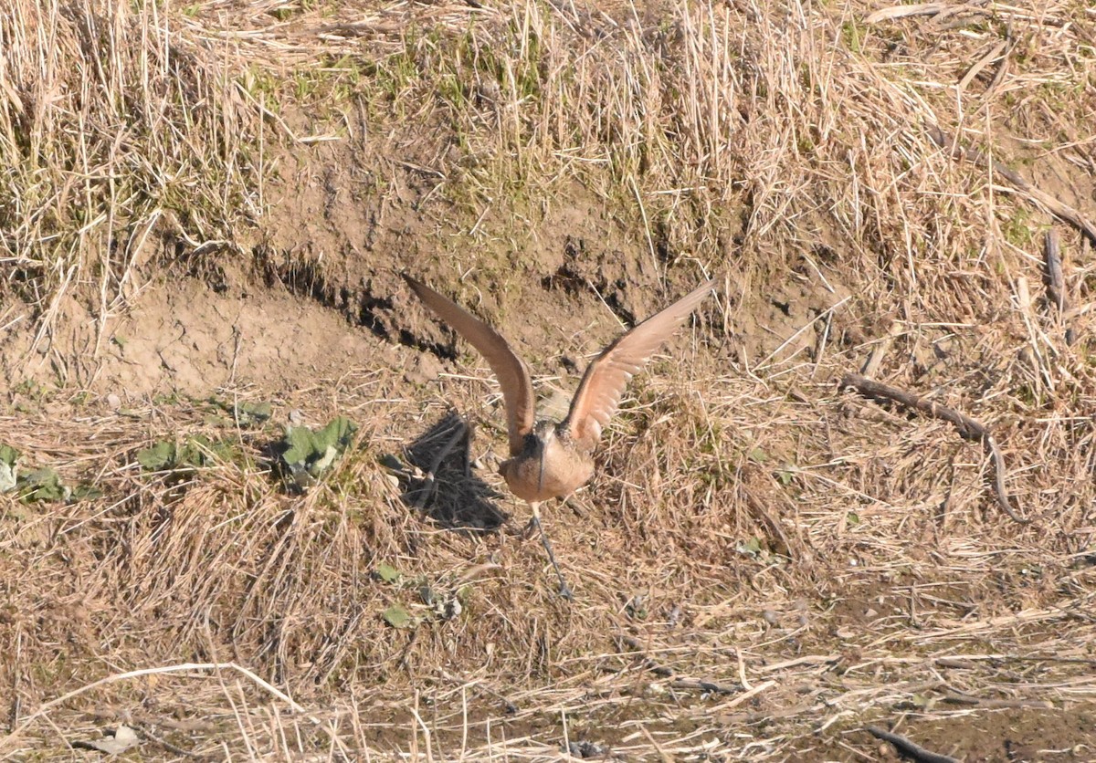 Marbled Godwit - ML224700081