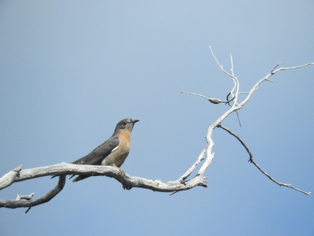 Fan-tailed Cuckoo - George Vaughan