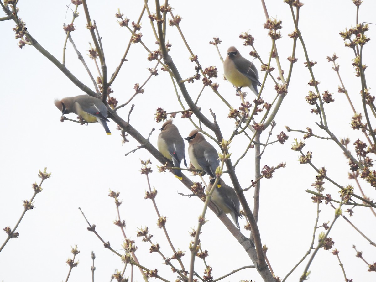 Cedar Waxwing - ellen horak