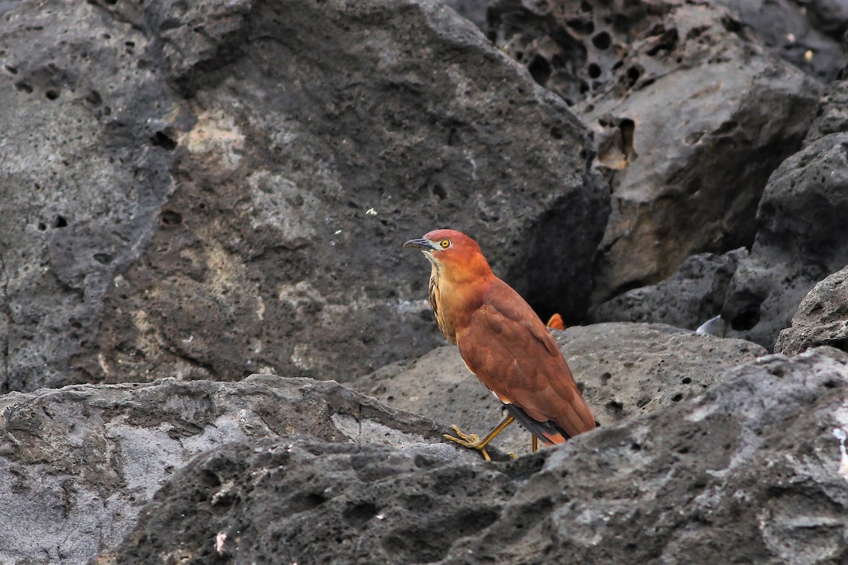 Japanese Night Heron - ML224703861