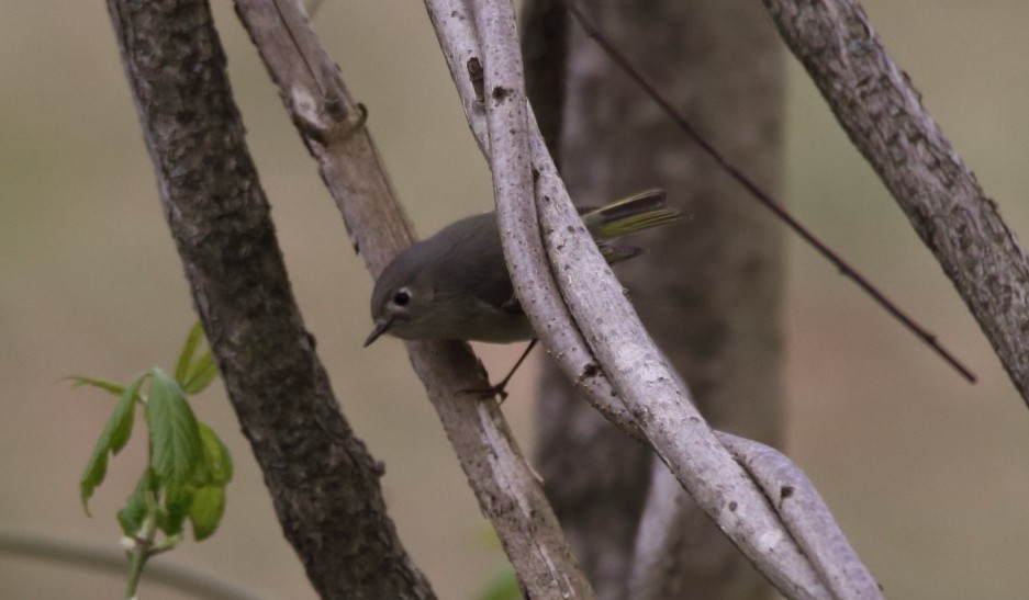 Ruby-crowned Kinglet - ML224704391