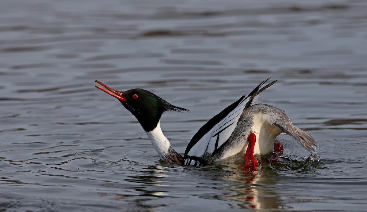 Red-breasted Merganser - Jay McGowan