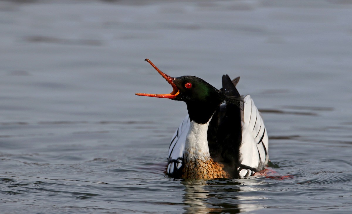 Red-breasted Merganser - ML224705741