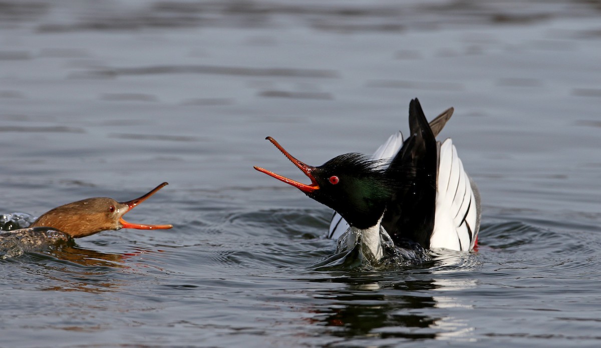 Red-breasted Merganser - ML224705981