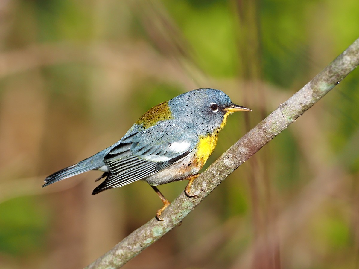 Northern Parula - ML224706601