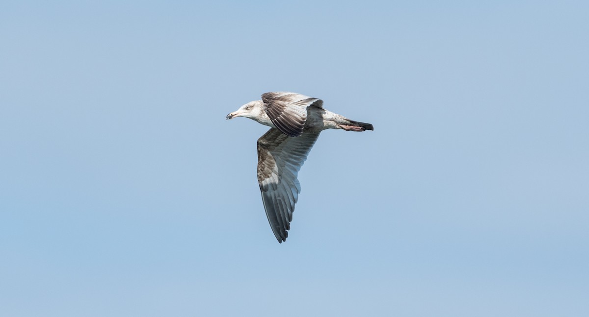 Herring Gull - Andra Florea