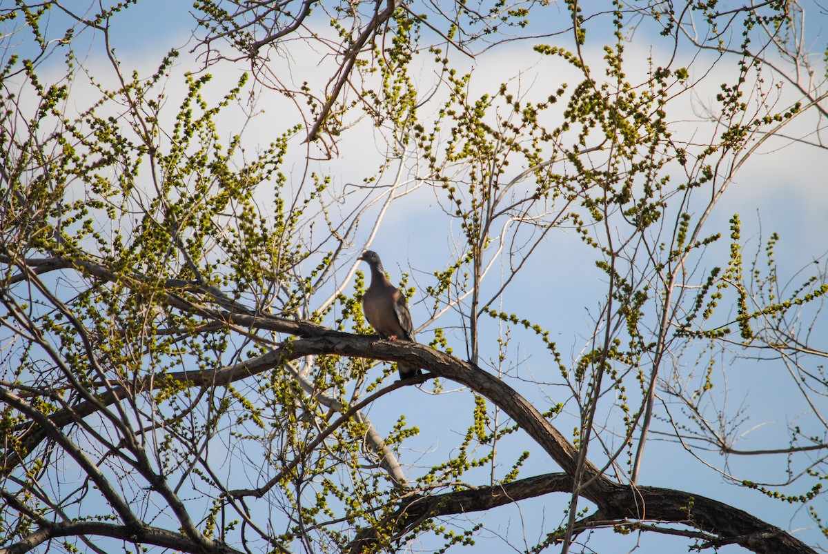 ringdue (palumbus gr.) - ML224708541