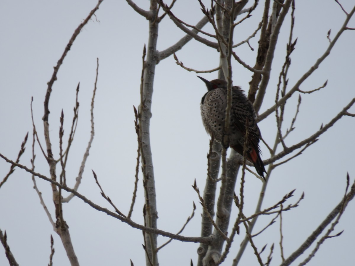 Northern Flicker - ML22470881