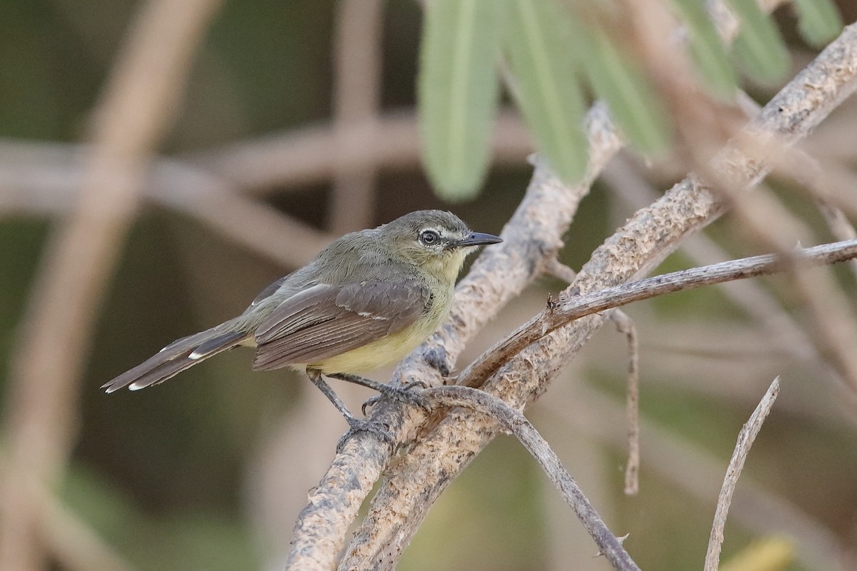 Amazonian Tyrannulet - Holger Teichmann