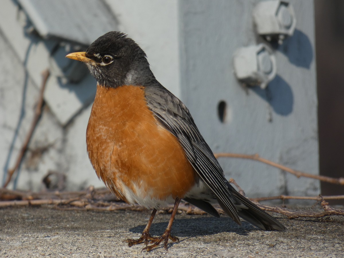 American Robin - David Riddle