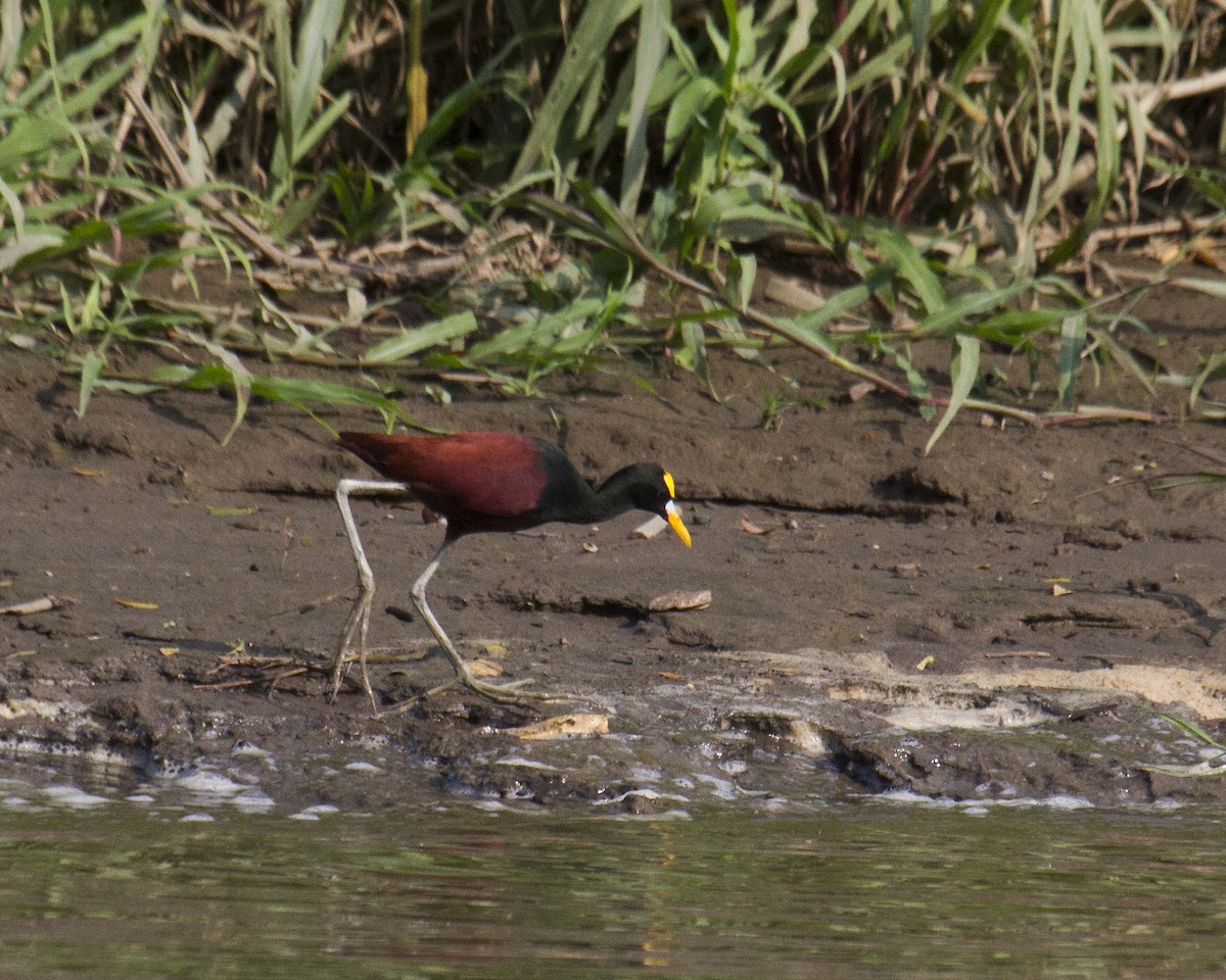 Northern Jacana - Dixie Sommers