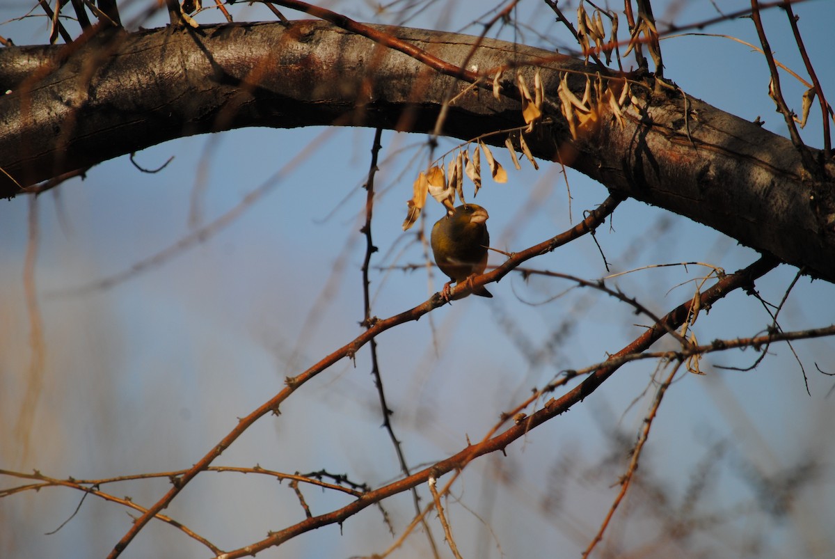 European Greenfinch - ML224710371