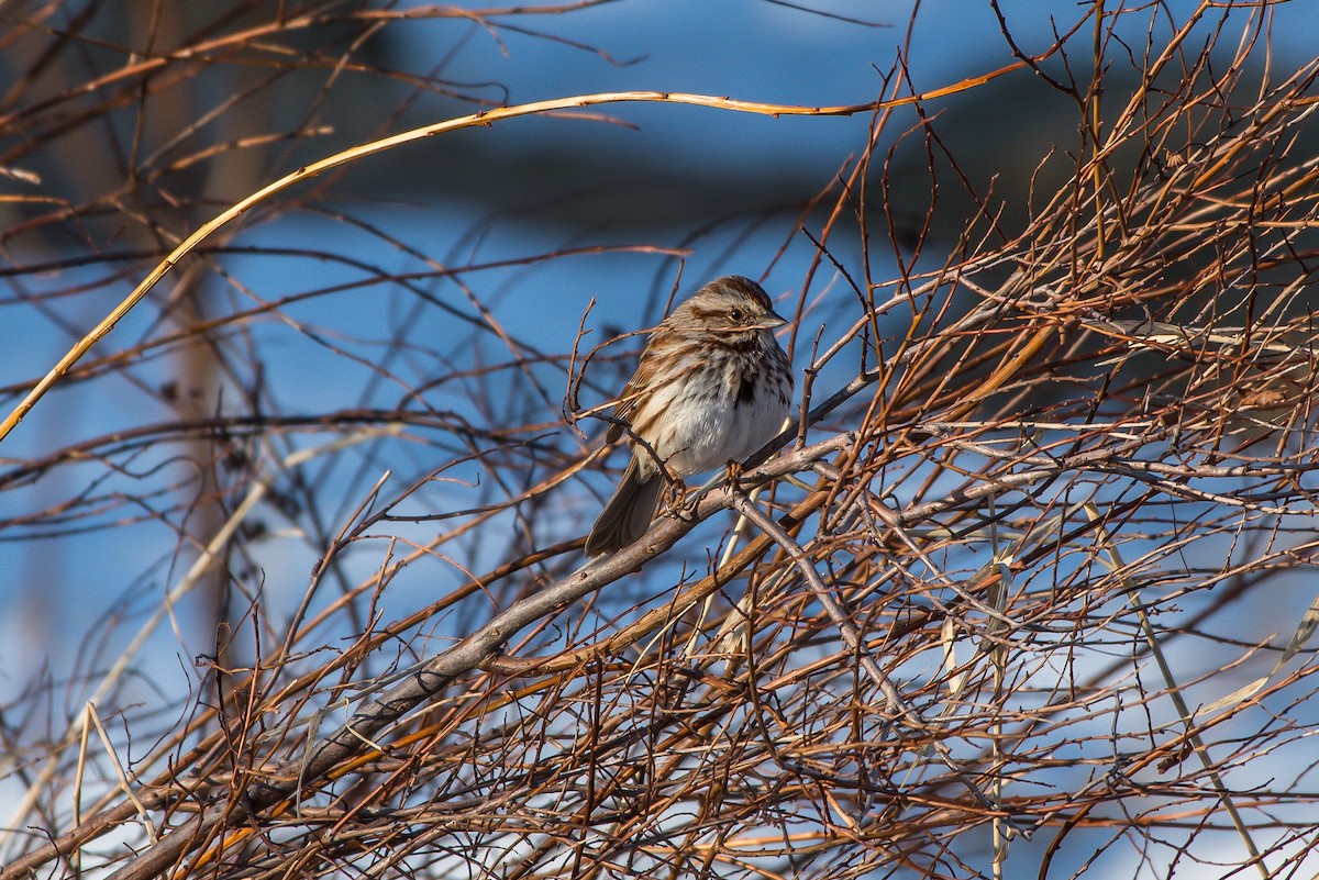 Song Sparrow - Frank King