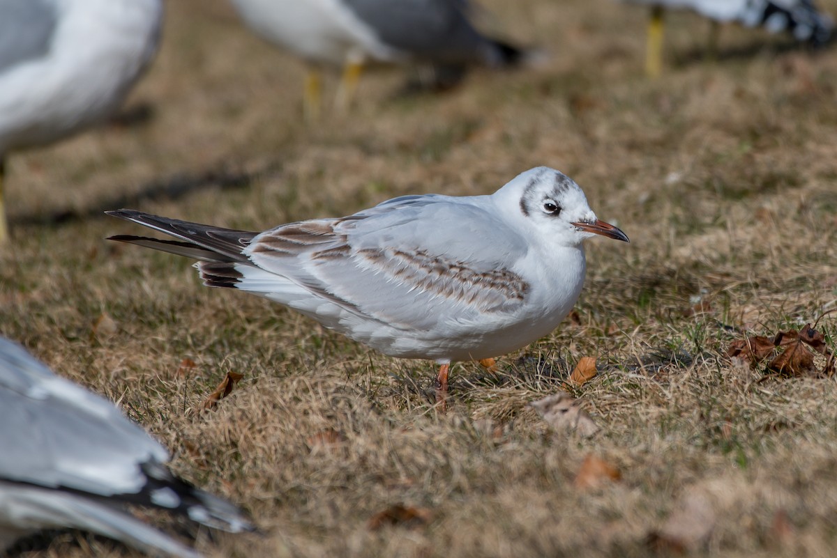 Black-headed Gull - Frank King