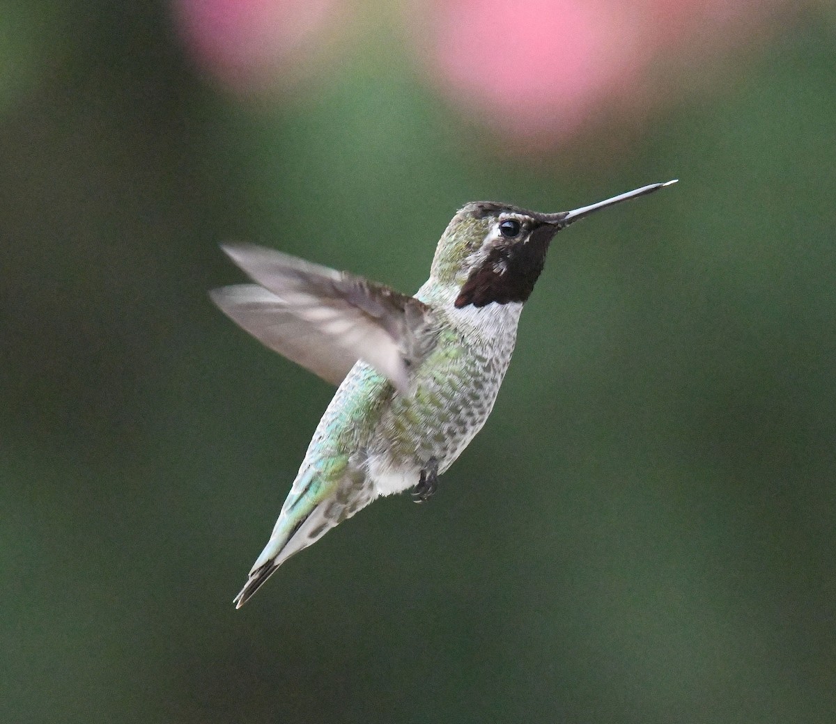 Anna's Hummingbird - ML224713061