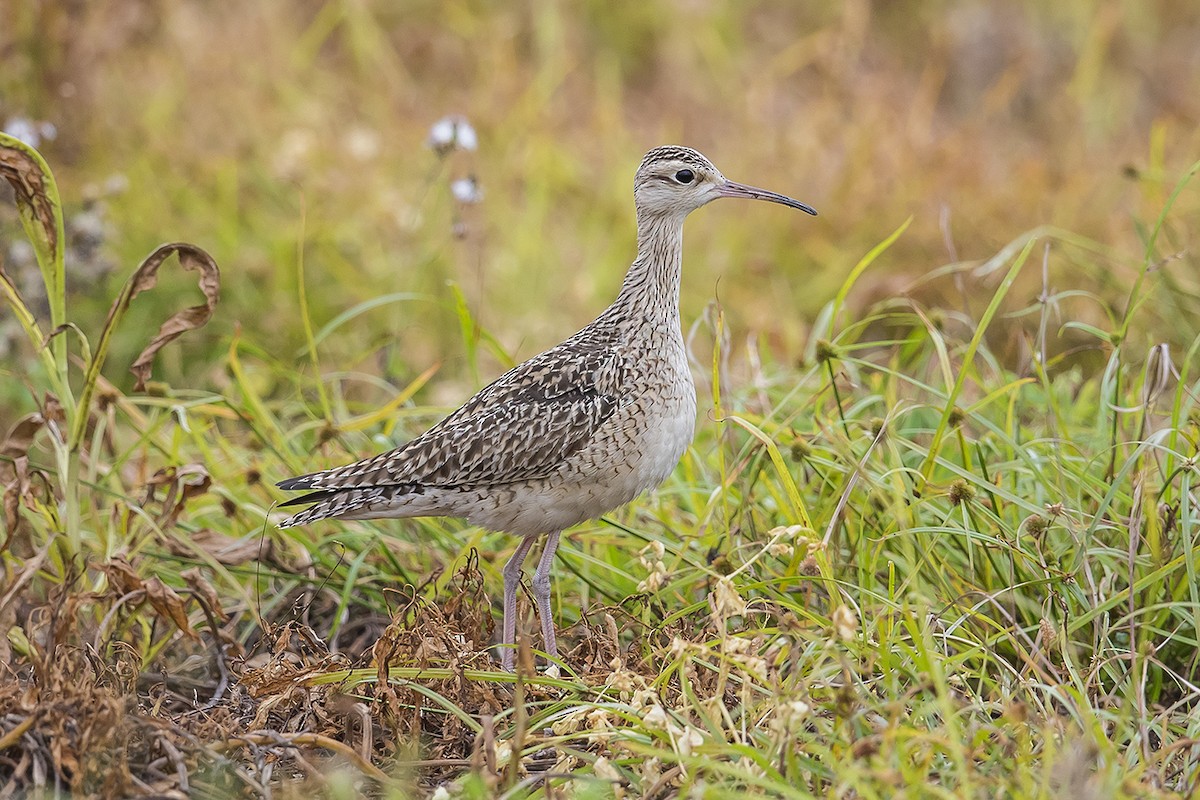Little Curlew - Matthew Kwan