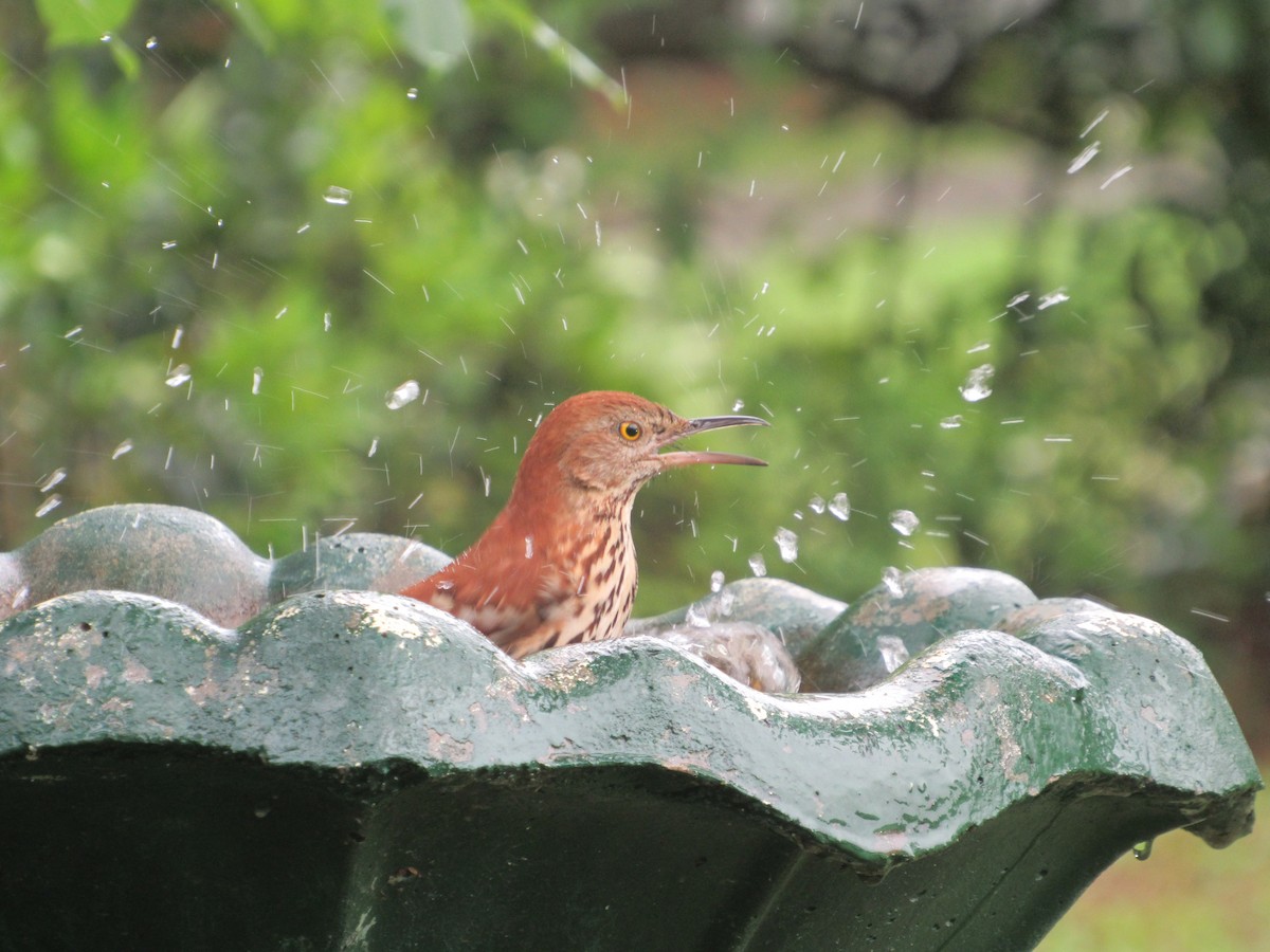 Brown Thrasher - Anthony Lee