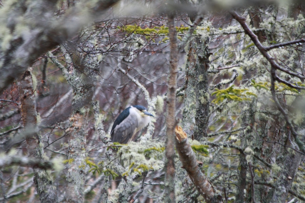 Black-crowned Night Heron - ML224715081