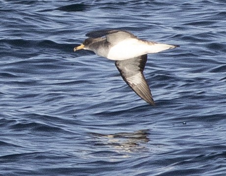 Cory's Shearwater - ML224717861