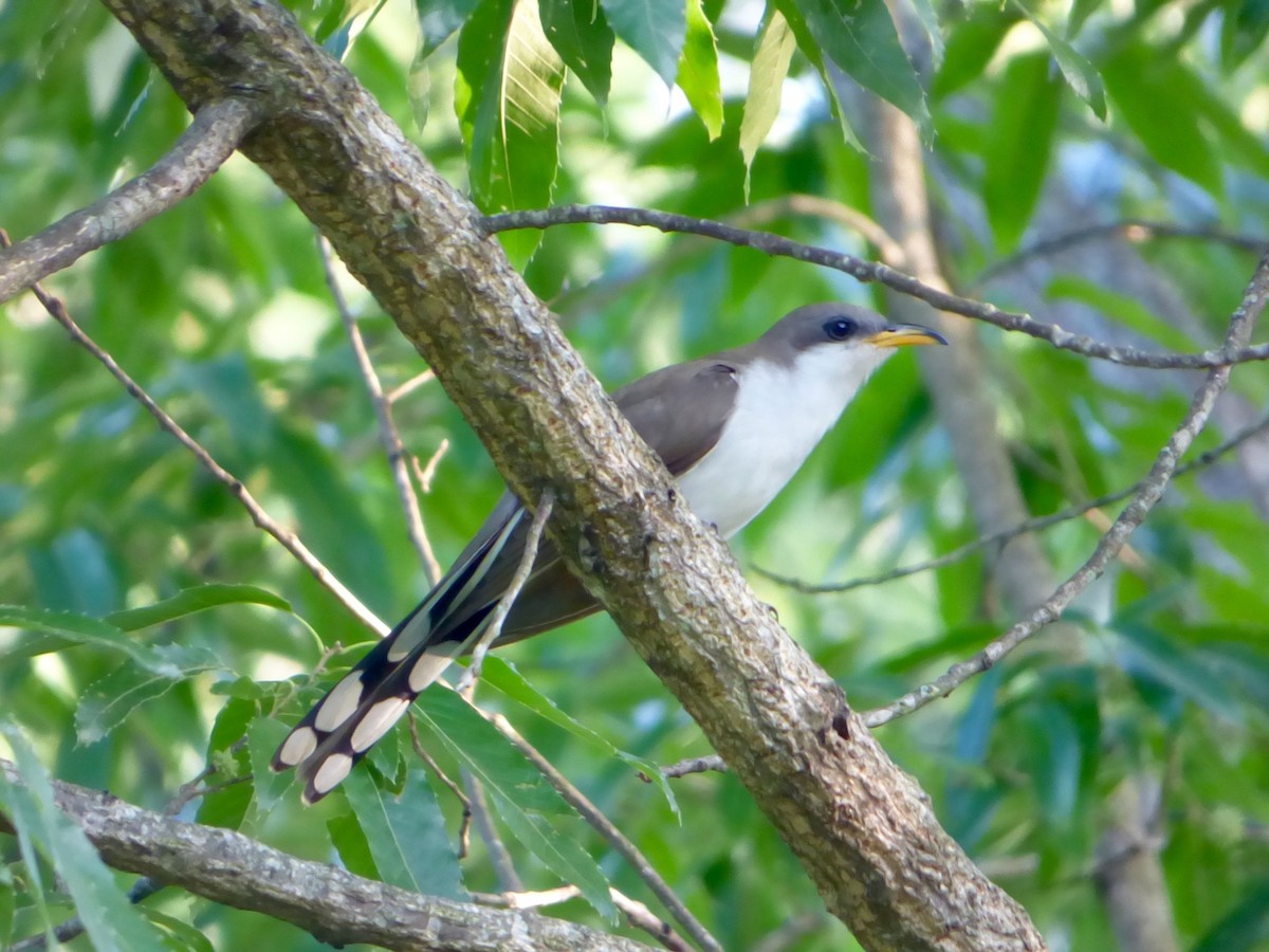 Yellow-billed Cuckoo - ML22471831