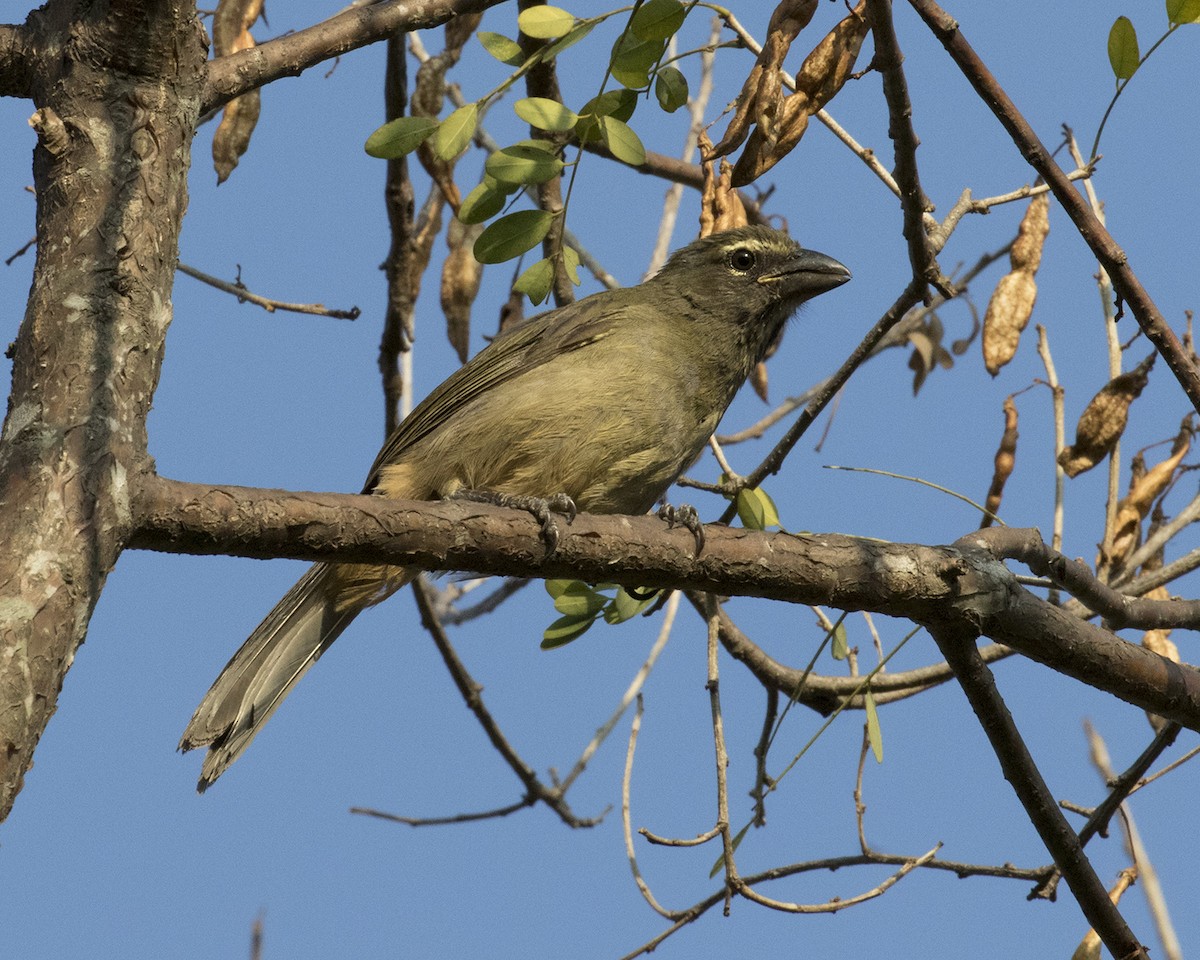 Cinnamon-bellied Saltator - Dixie Sommers
