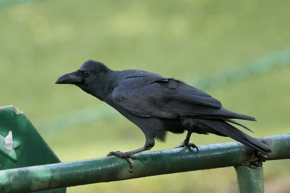 Large-billed Crow (Indian Jungle) - ML224718821